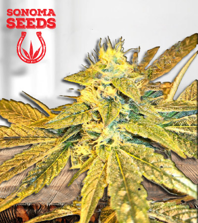 tangie-cookies-regular-image