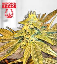 Tangie Cookies Regular