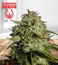 Agent Orange Regular