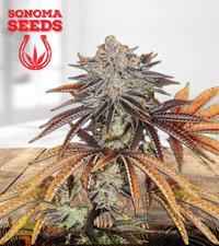 Alien Technology Regular