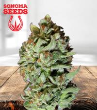 Amnesia Lemon Regular