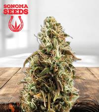 Chocolope Candy Regular