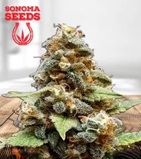 Gorilla Lemon Fire Regular