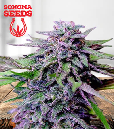 grandaddy-purple-regular-image