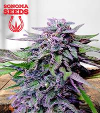 Grandaddy Purple Regular