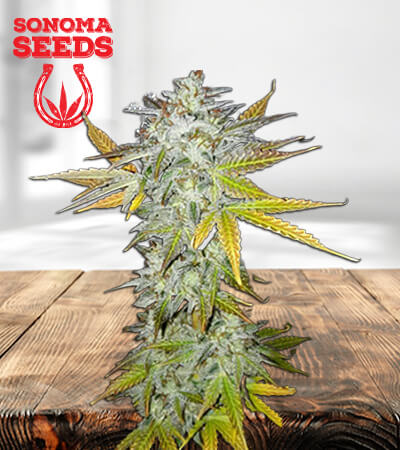 lemon-pie-regular-image