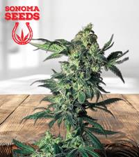 Northern Lights Regular