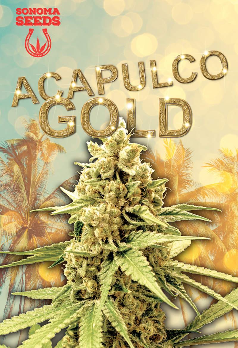 acapulco-gold-sativa-image