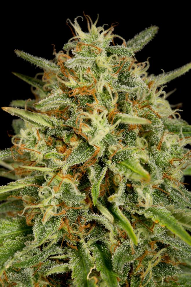 strawberry-amnesia-image