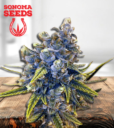 blood-orange-kush-image