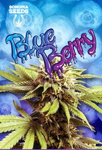 Blueberry OG