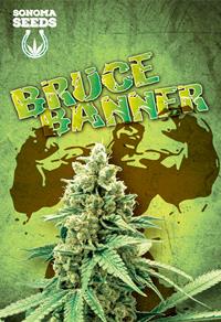 Bruce Banner Hybrid