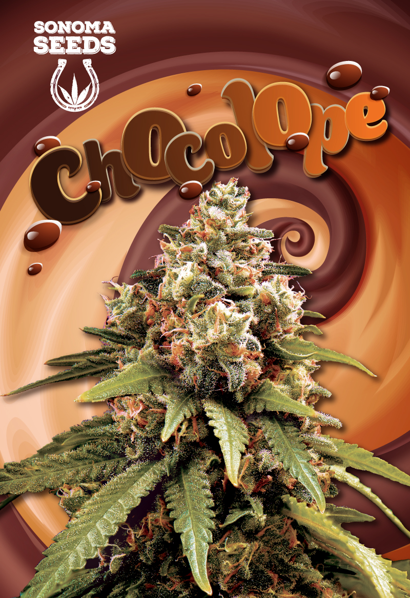 chocolope-sativa-image