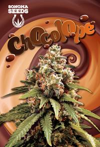 Chocolope Sativa