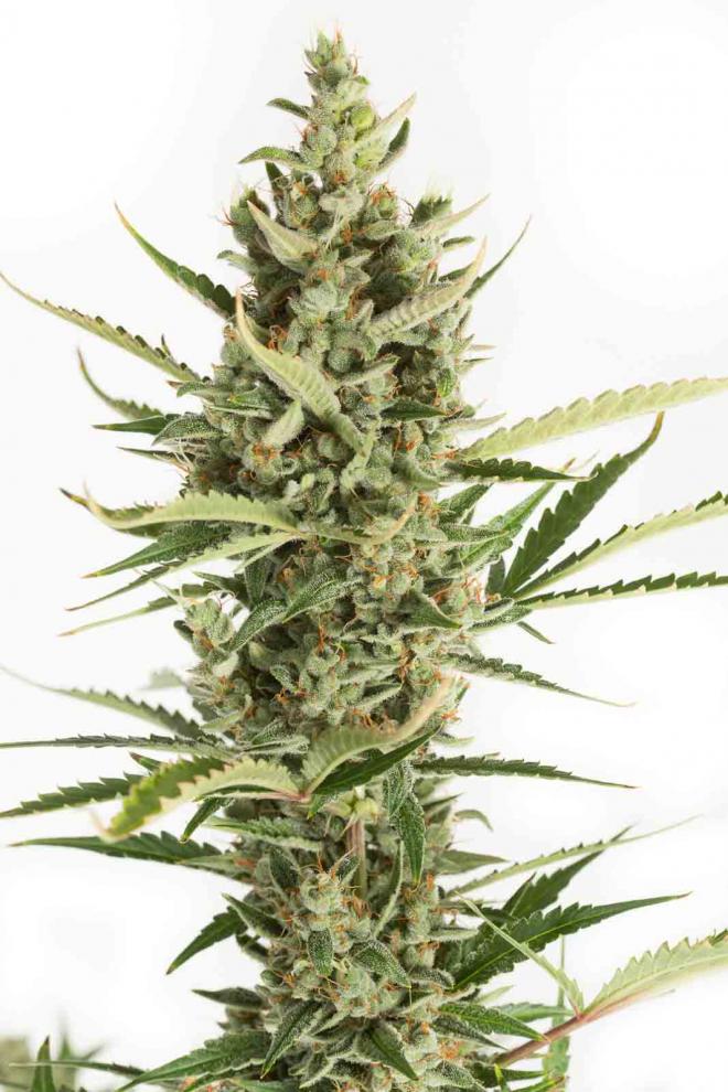 amnesia-xxl-autoflowering-image