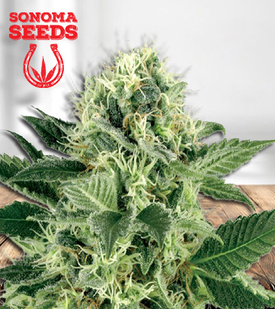 electric-berry-image