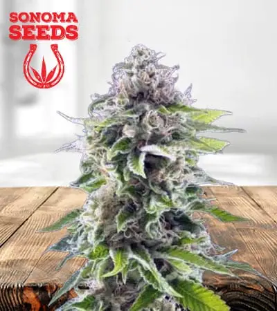 Ghost Train Haze