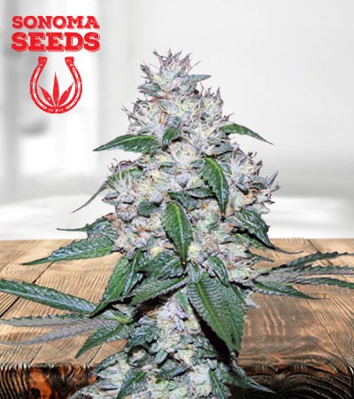 great-white-shark-image