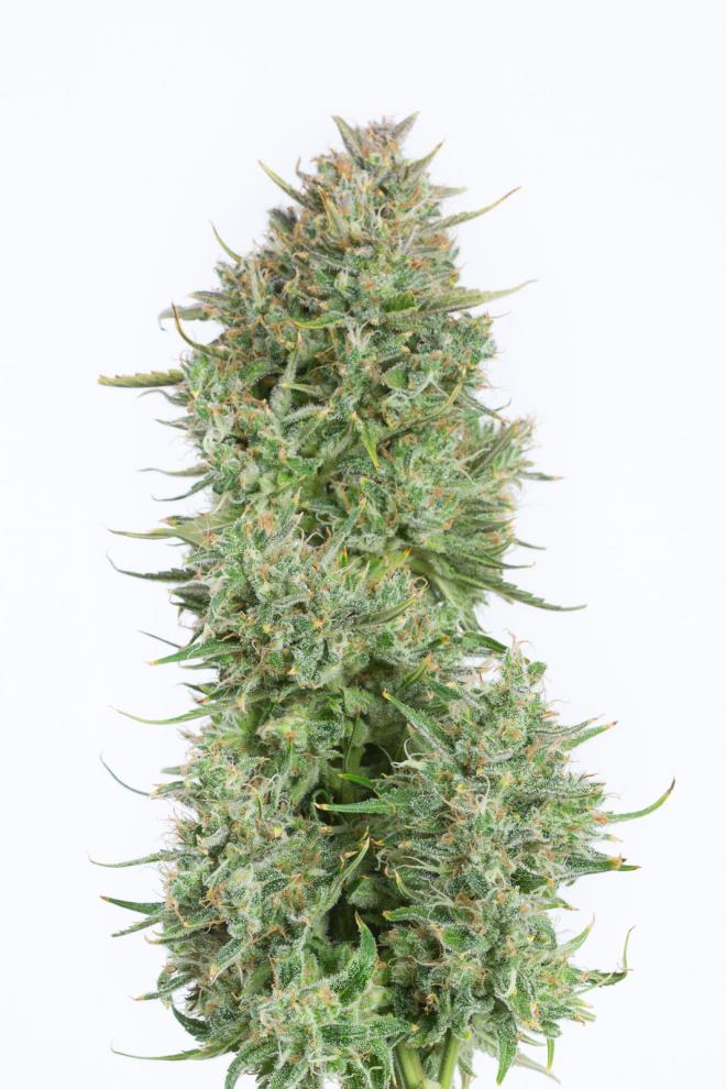 blue-kush-autoflowering-image