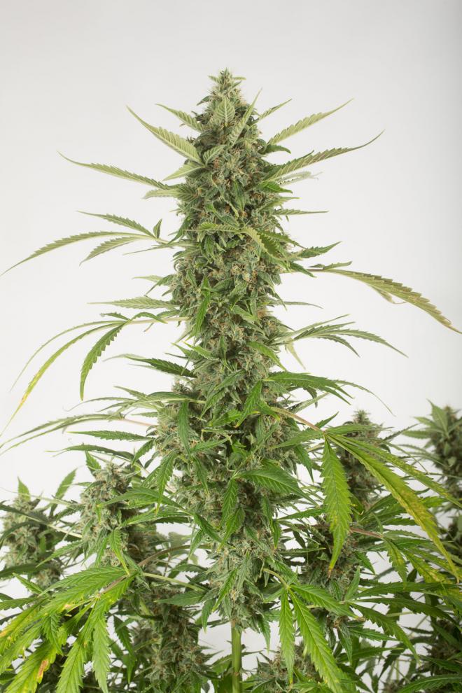 bubba-kush-autoflowering-image