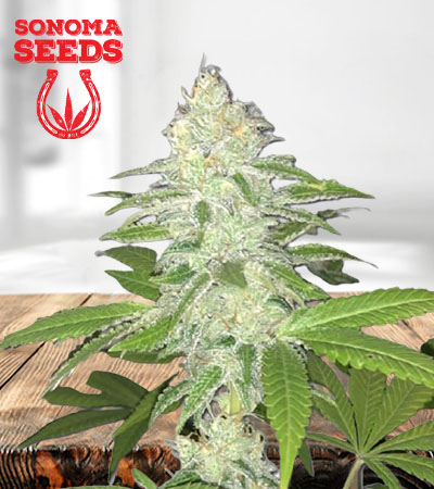 lemon-sherbert-image