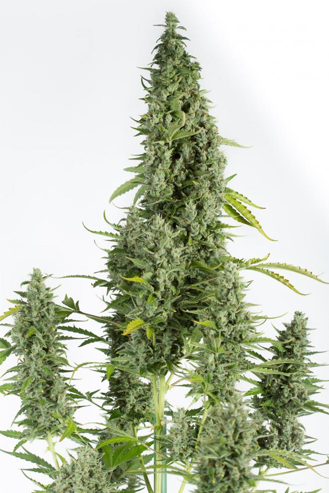 cheese-autoflowering-image