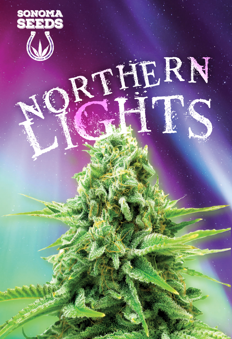 northern-lights-indica-image