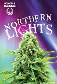 Northern Lights Indica