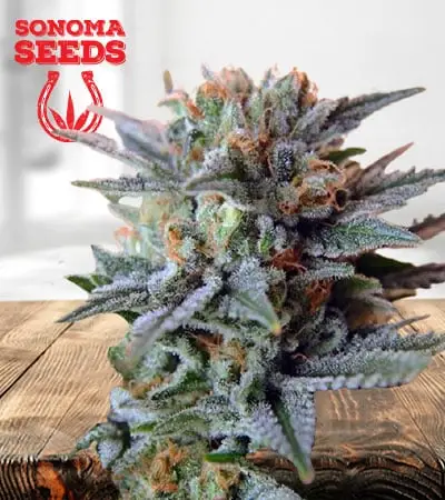 Papaya Glue
