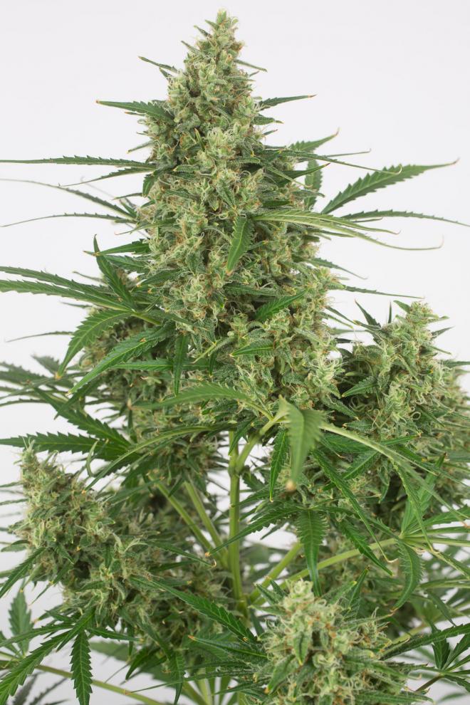 critical-+-2.0-autoflowering-image