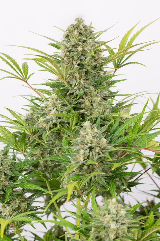 critical-cheese-autoflowering-image