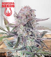 Sour OG (OG Sour)