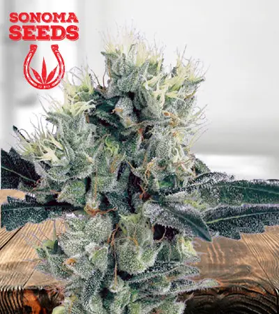 Strawberry Diesel