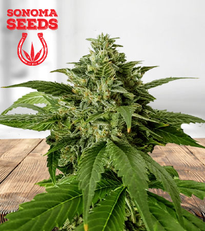 super-silver-haze-image