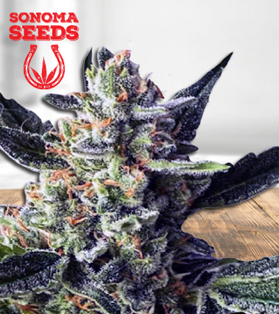 wedding-crasher-image