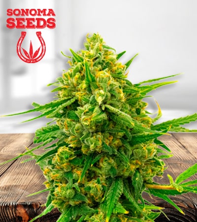 amnesia-blue-head-band-image