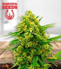 Amnesia Blue Head Band