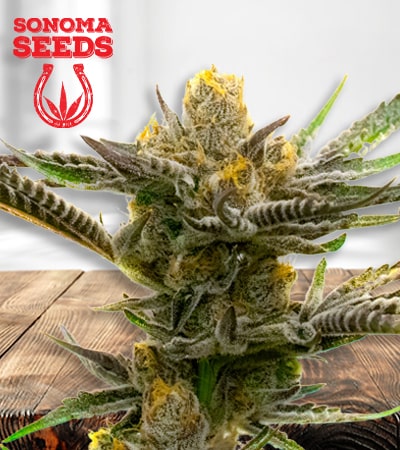 black-demon-og-image