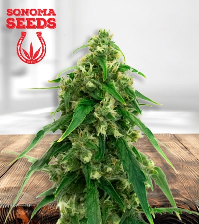 black-water-purple-og-cheese-image