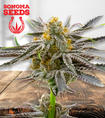 blood-diamond-og-image