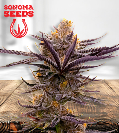 blueberry-badazz-og-image