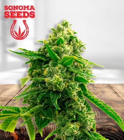 bruce-banner-2.0-image