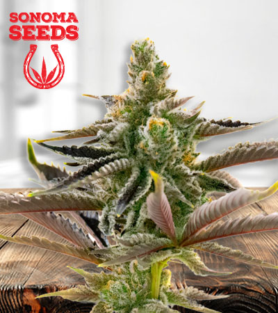 california-dream-image