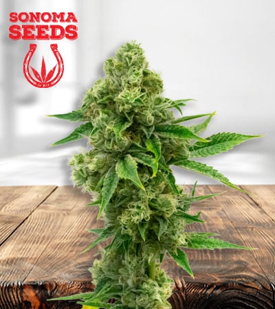 critical-bilbo-image