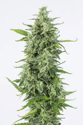 OG Kush Auto