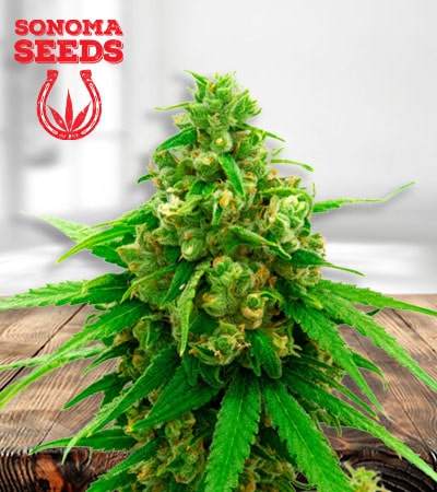 critical-widow-image