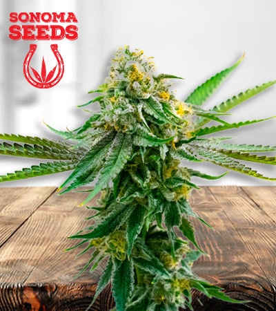 critical-northern-lights-image