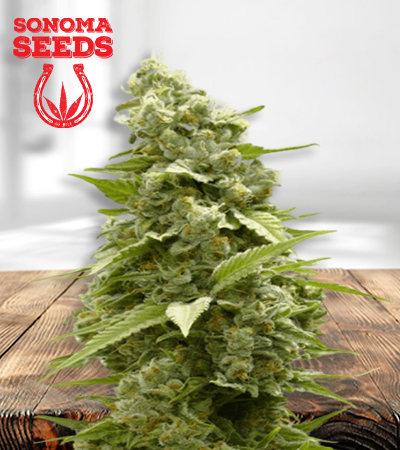 girl-scout-cookies-image