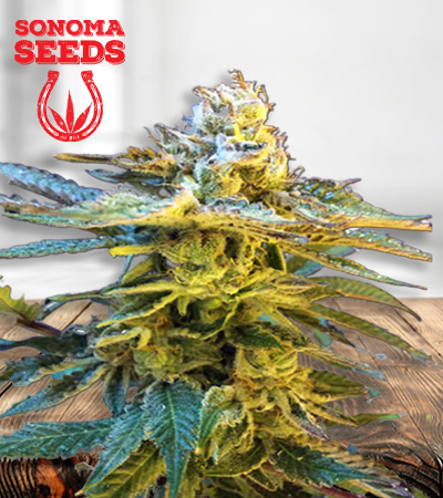 grandaddy-black-image