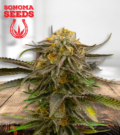 grandaddy-bruce-image